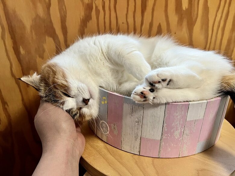 頭が落ちそうになって、飼い主さんに支えてもらっている