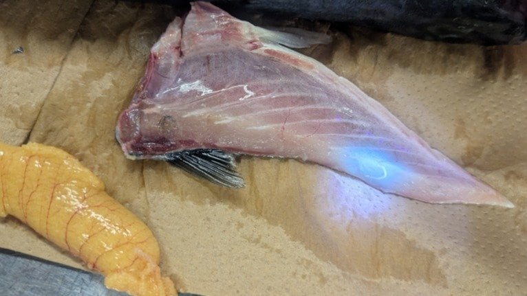 マサバの腹部にいるアニサキス（提供：福井県立大学）