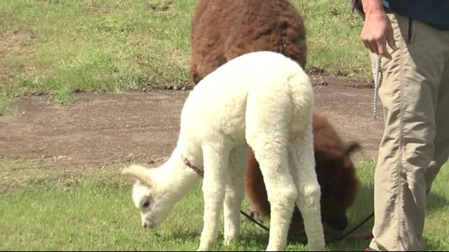アルパカ赤ちゃんの名前は… 好天の4連休 初日<岩手・八幡平市>