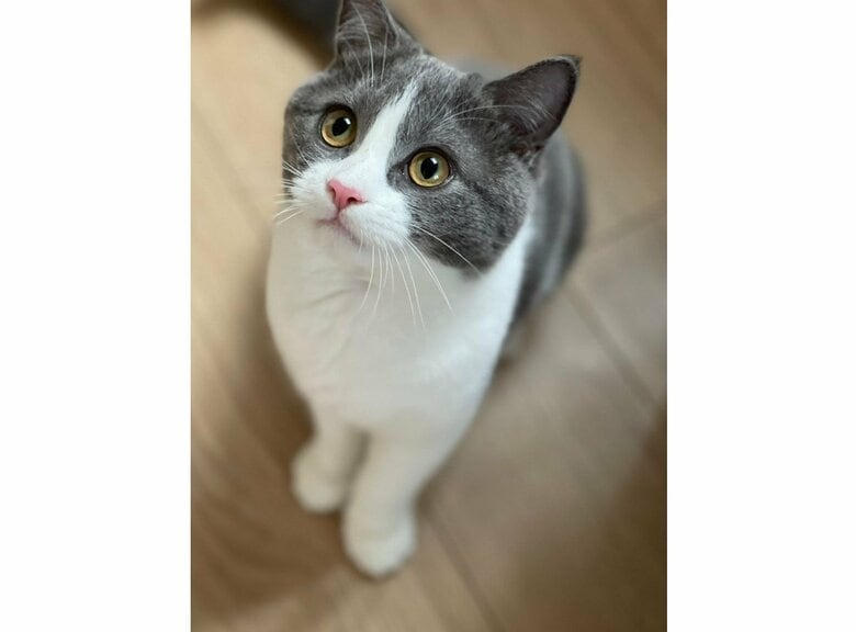 提供：コテツとまるさん
