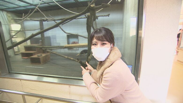 鈴木瑠梨アナウンサーが愛媛県立とべ動物園へ