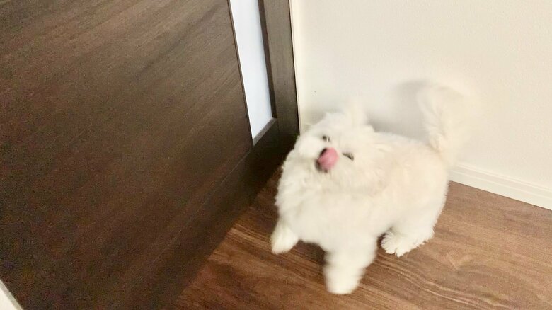 散歩に大喜びの表情でも、ユニークになってしまう