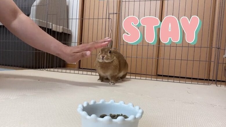 むぎちゃんの目線の先はご飯の入ったお皿