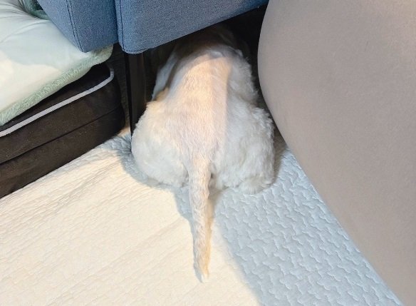 歯磨きから逃げるブレアちゃん