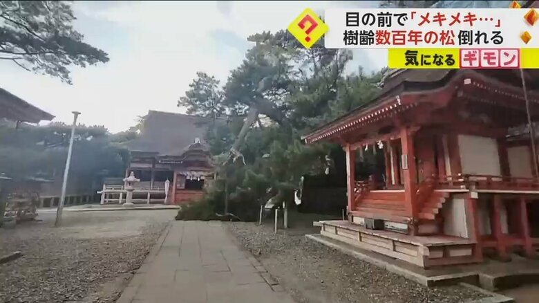 松の木が倒れる瞬間を撮影した映像