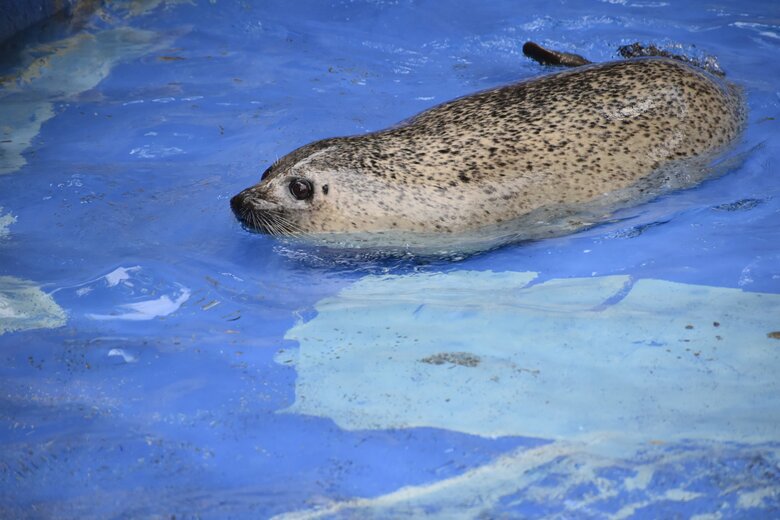 浅い水で泳ぐ（提供：名古屋市東山動植物園）