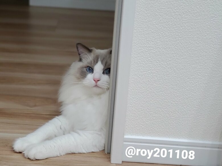 提供：ロイくん@roy201108さん