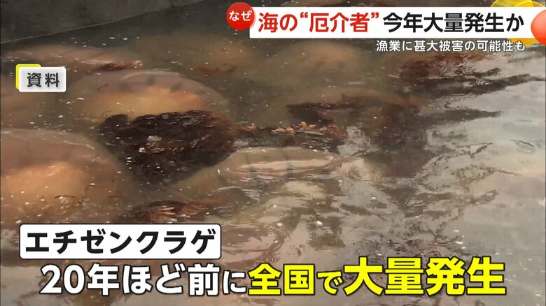 約20年前に大量発生したエチゼンクラゲ