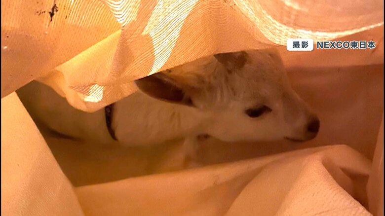 子ヤギにケガはなく、飼い主に引き渡される