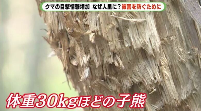捕獲場所の木にはかじった跡が