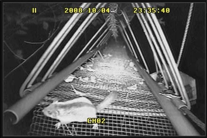 監視カメラ映像より（提供：一般社団法人アニマルパスウェイと野生生物の会）