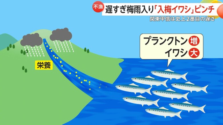 陸地から流れ込む栄養がプランクトンを増やすという