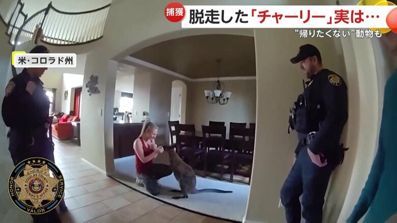 無事に飼い主の元へ戻った飼われているワラビー