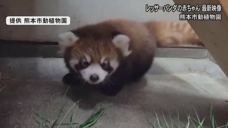 提供 熊本市動植物園