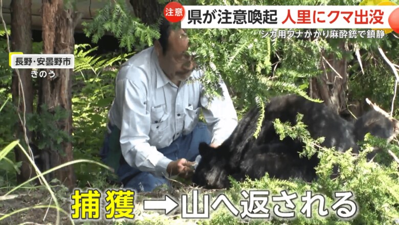 捕獲に成功し、クマは山に帰された