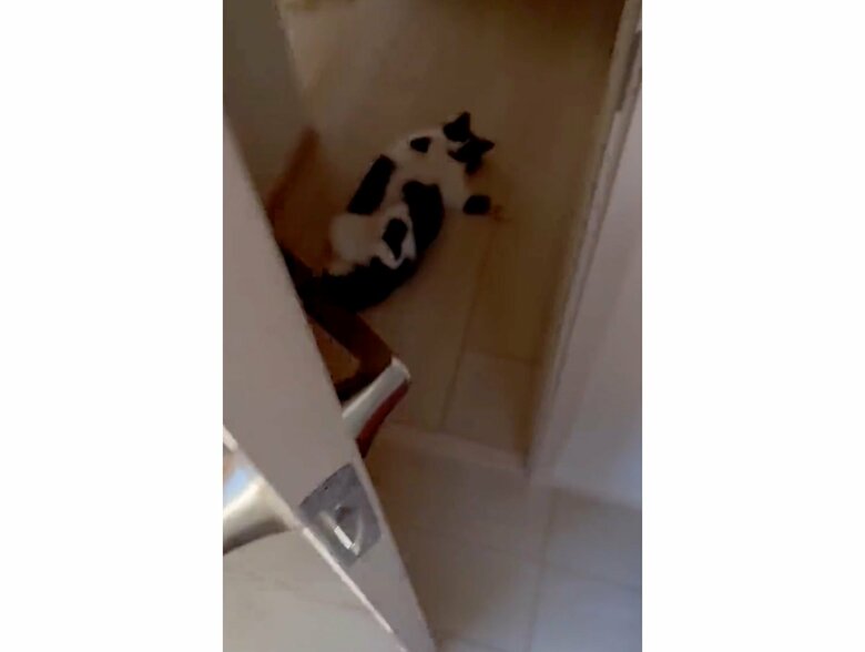 提供：卵山玉子先生