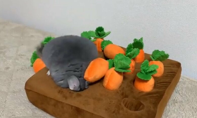 提供：金太郎の日常さん