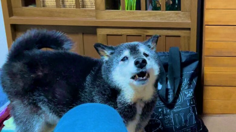 エサを食べた後に、足りないと催促をすることも