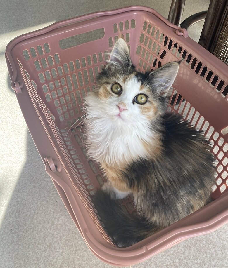 カゴの中に入ったノエルちゃん