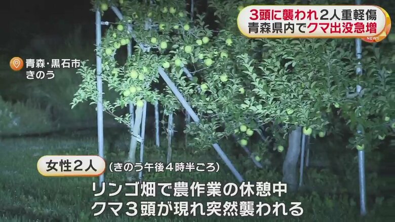 リンゴ畑にクマ3頭現れ女性2人が突然襲われる