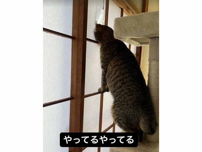 障子に足を置いて外の様子を見ている（提供：ちびまるまろんさん）