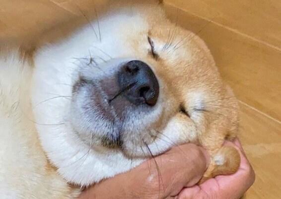 提供：shiba_mugi_さん