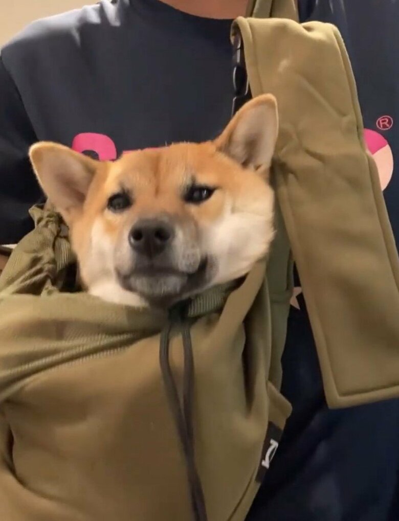 飼い主さんのバッグにすっぽり