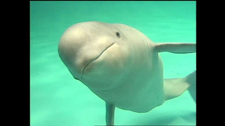 「アクアス」に元気になじんだ「ケーリャ」