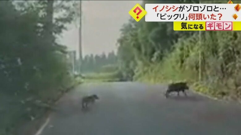 イノシシの群れが道路を横切る（FNN投稿サイト「ビデオPost」）