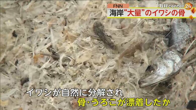 自然分解され、骨とウロコになったイワシの死骸