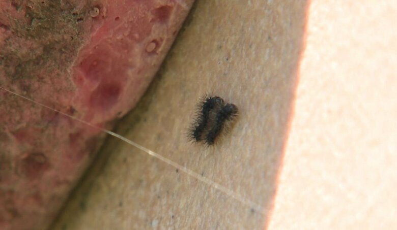 公園の遊具に発生したマイマイガの幼虫