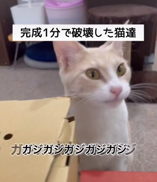 かじった後は“キョトン”顔