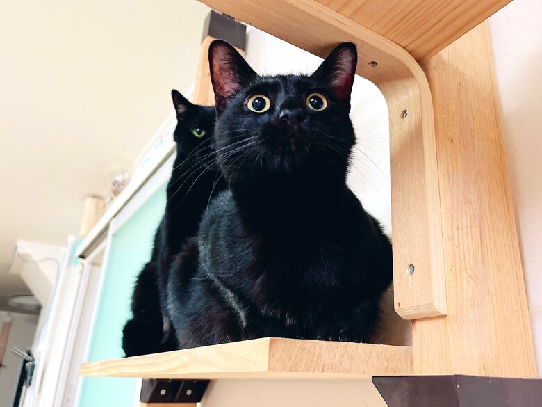 提供：猫野四季＊さん