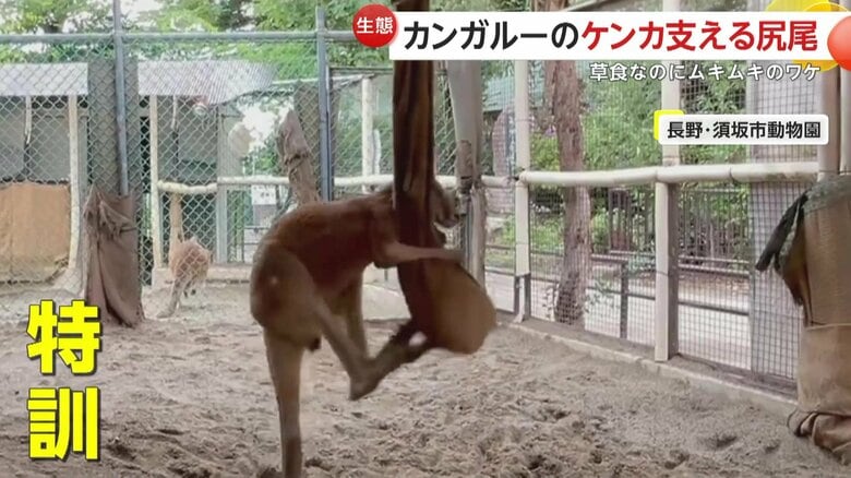 サンドバッグ相手に特訓するカンガルー（映像提供：須坂市動物園）