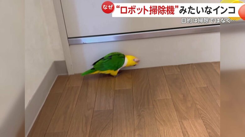 頭を床につけたまま、スイーッと前進するレオちゃん