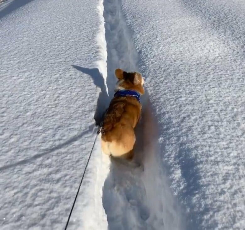 提供：むぎん家＠きよらさん