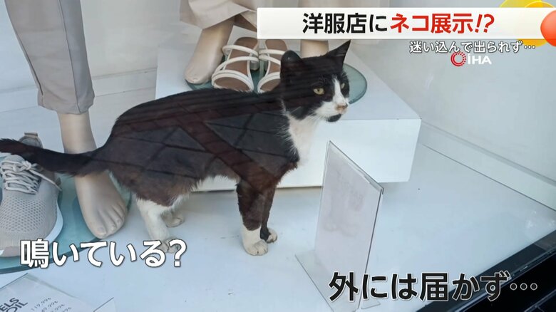 大きく口を開け、鳴いているようだが、助けを求める声が外に届かないネコ