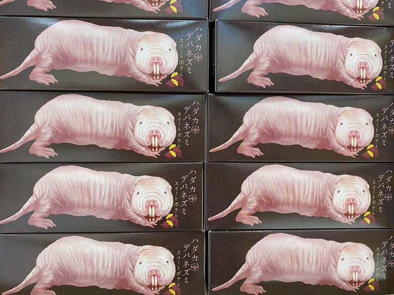 箱にもリアルなハダカデバネズミのイラストが描かれている　提供:AQUARUMU×ART átoa