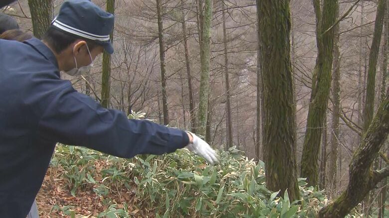 男性が遺棄された山林（長和町　2023年12月）