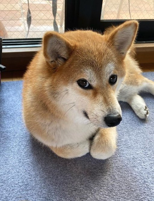 提供：柴犬こむぎさん