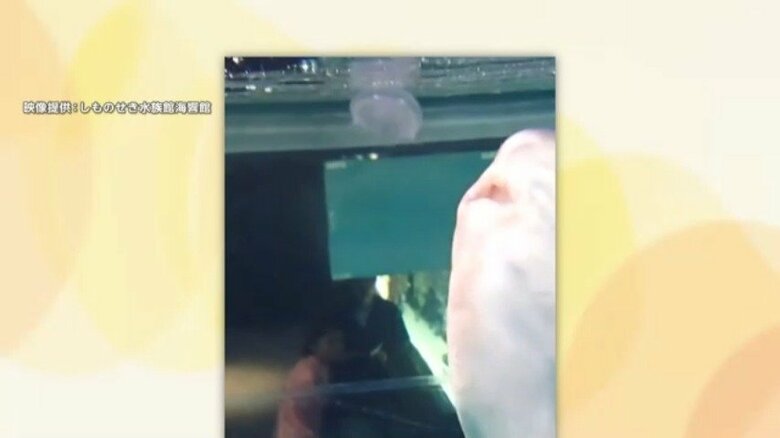 クラゲを丸のみするマンボウ