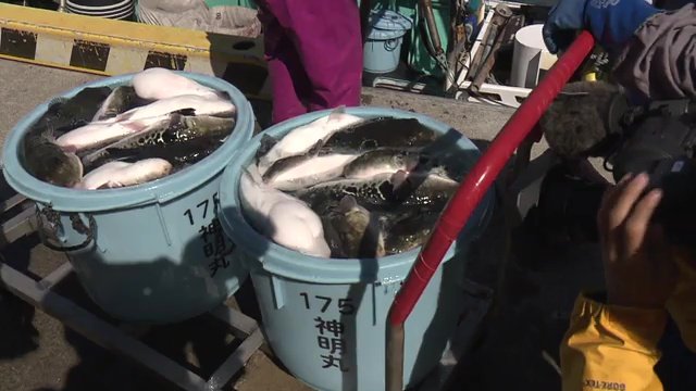 継続的に漁ができるよう配慮も