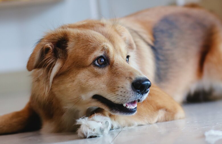 口や肛門まわりが狙われやすい（画像はイメージ）