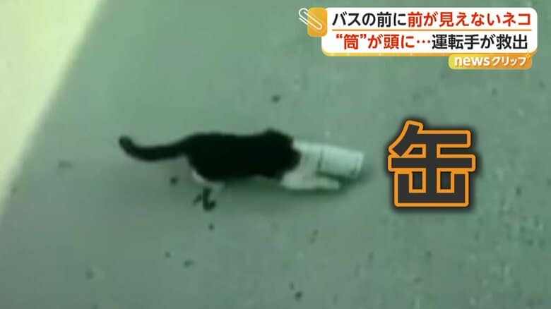 頭がはまって缶が外れなくなっていたネコ（IHA）