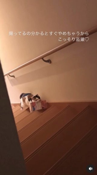 提供：kiyokoさん