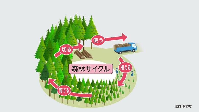 伐採→植え替えが大事！森林サイクル