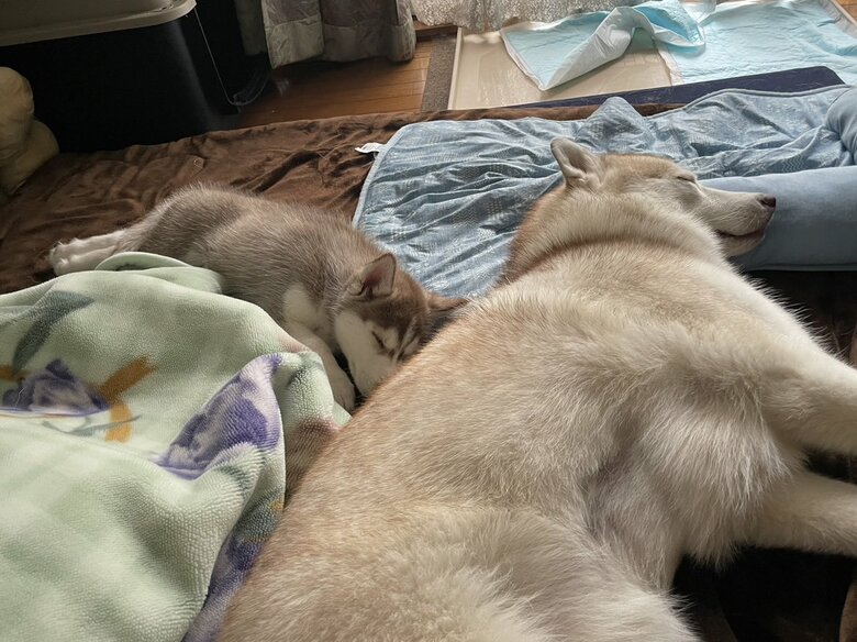 ココちゃんへと…（提供：ココとイチのままちゃん）