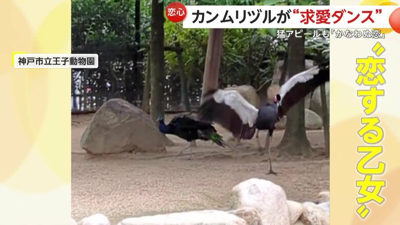 クジャクの反応がいまいちでも諦めない恋する乙女