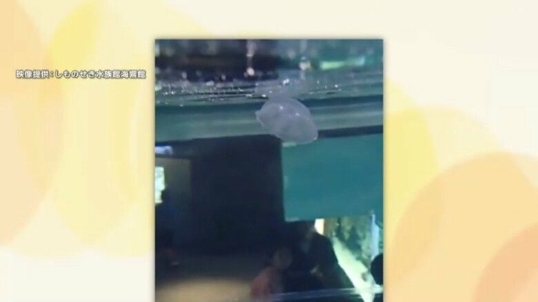 クラゲを丸のみするマンボウ