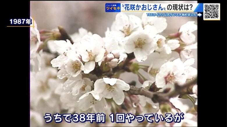 1987年、初めてサクラの開花促成を実施